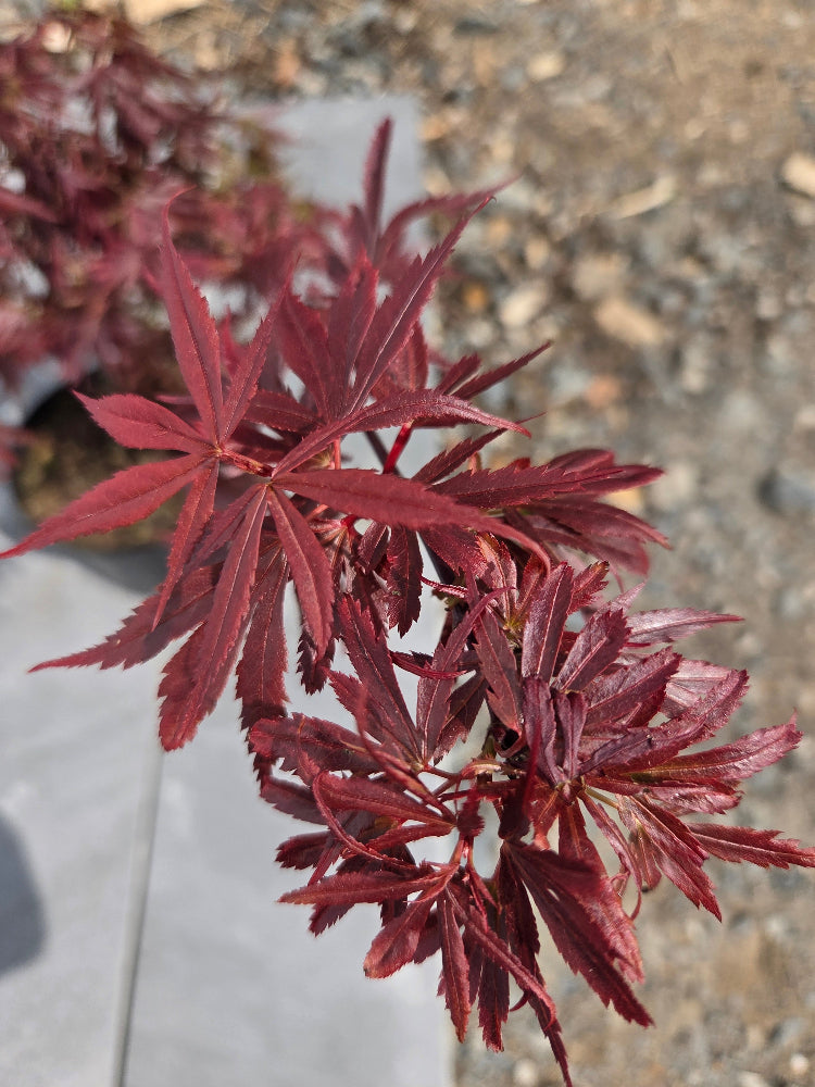 Acer Palmatum 'Shaina' Japanese Maple