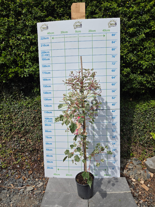 Acer 'Red Flamingo' (Red Flamingo Maple) Tree / Large Shrub