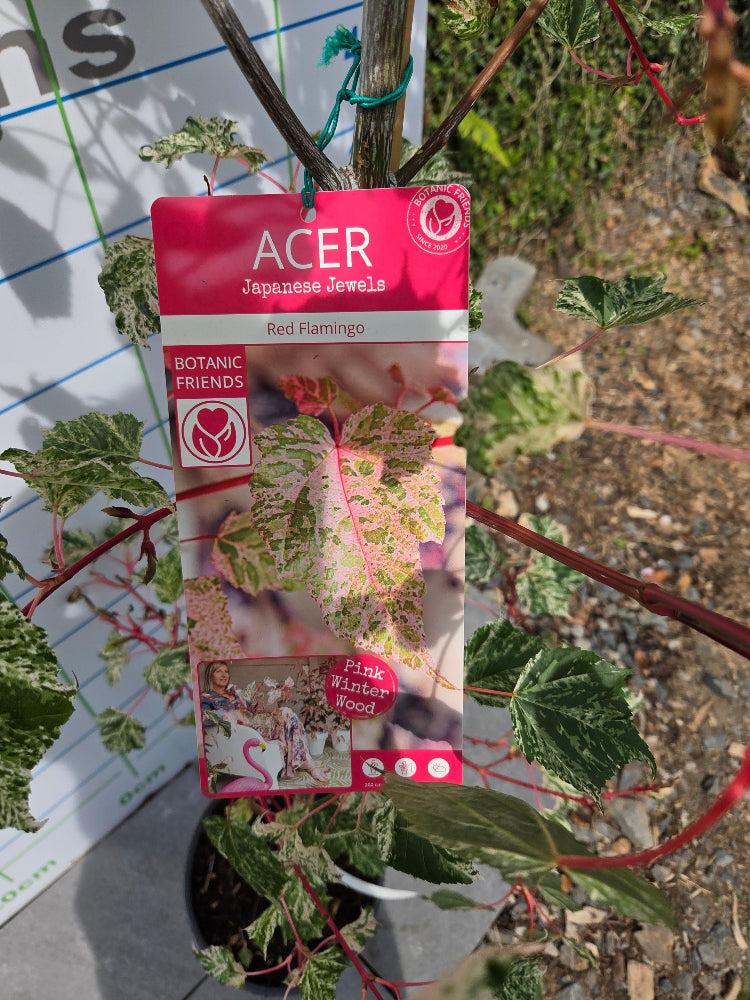 Acer 'Red Flamingo' (Red Flamingo Maple) Tree / Large Shrub