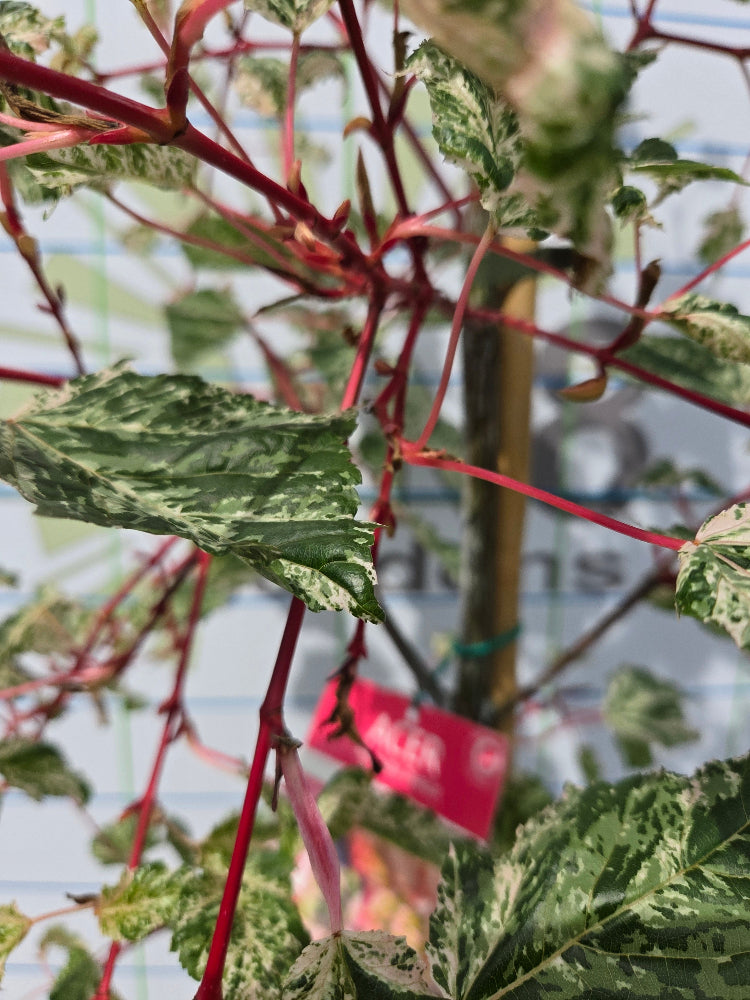 Acer 'Red Flamingo' (Red Flamingo Maple) Tree / Large Shrub