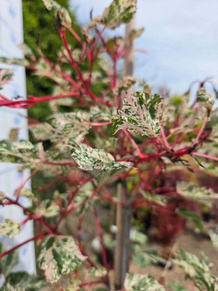 Acer 'Red Flamingo' (Red Flamingo Maple) Tree / Large Shrub