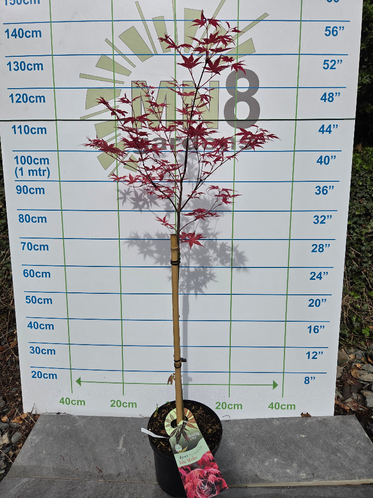 Acer palmatum 'Beni Maiko' (Dancing Geisha Japanese Maple)