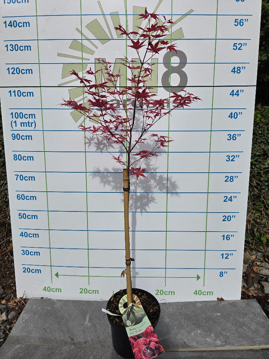 Acer palmatum 'Beni Maiko' (Dancing Geisha Japanese Maple)