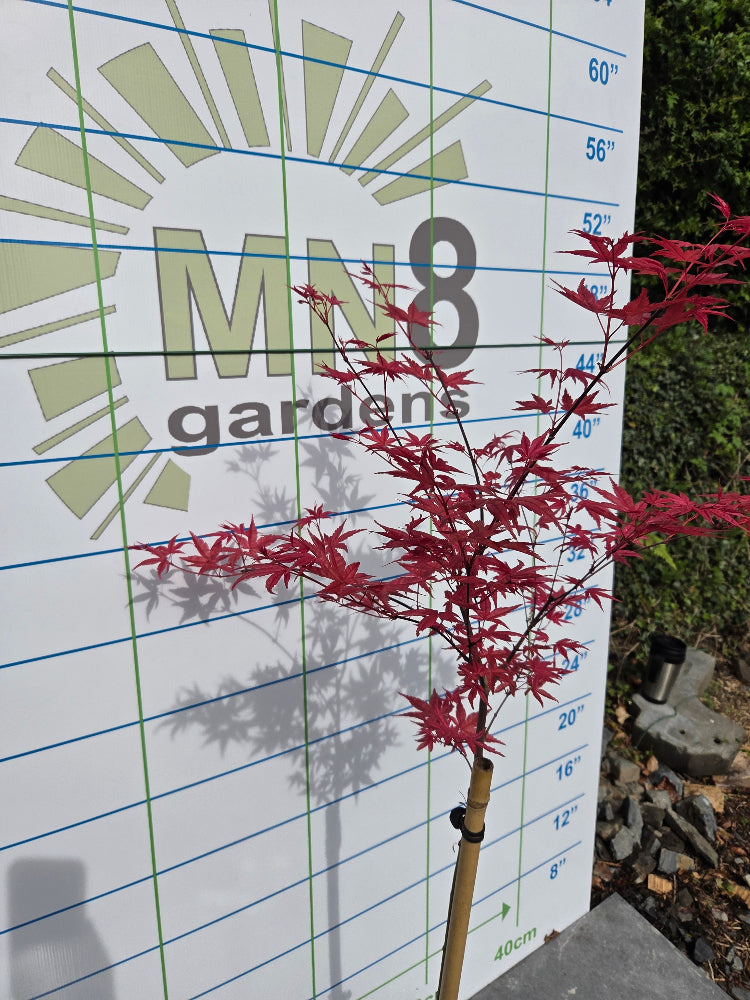 Acer palmatum 'Beni Maiko' (Dancing Geisha Japanese Maple)