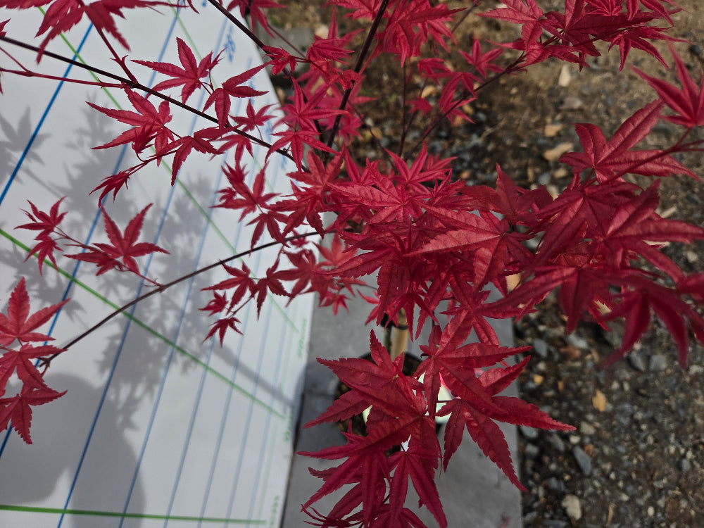 Acer palmatum 'Beni Maiko' (Dancing Geisha Japanese Maple)