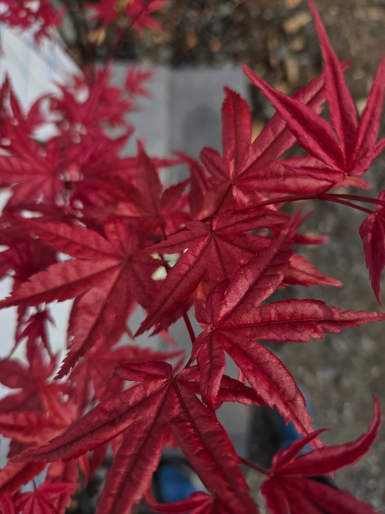 Acer palmatum 'Beni Maiko' (Dancing Geisha Japanese Maple)