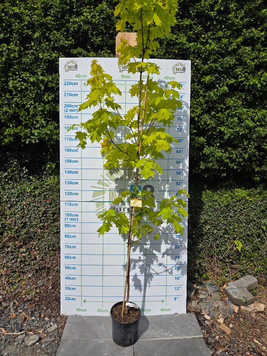 Acer platanoides 'Princeton Gold' (Golden Norway Maple)