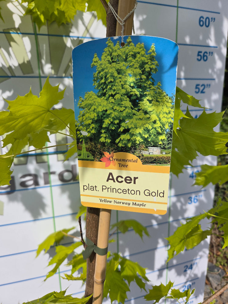 Acer platanoides 'Princeton Gold' (Golden Norway Maple)