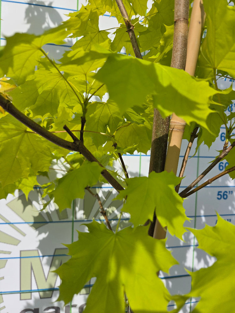 Acer platanoides 'Princeton Gold' (Golden Norway Maple)