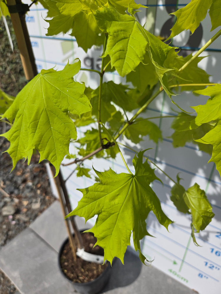 Acer platanoides 'Princeton Gold' (Golden Norway Maple)