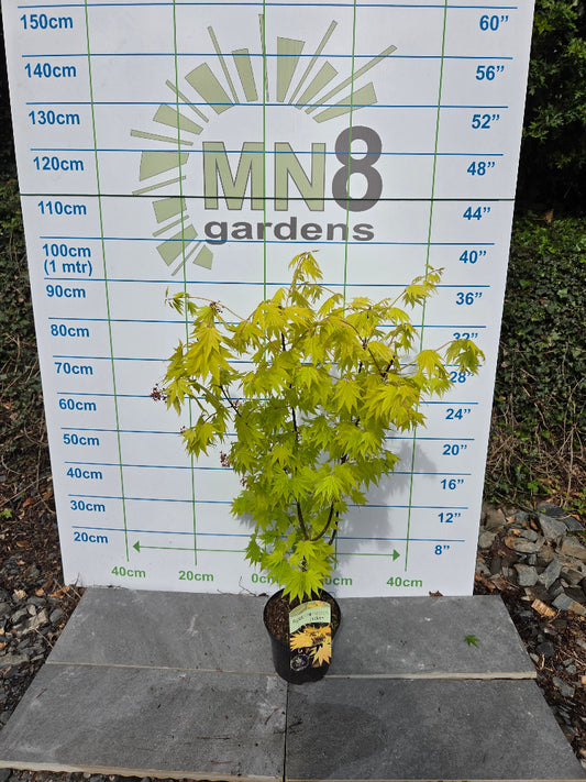 A young Acer shirasawanum 'Jordan' maple tree with bright yellow leaves in a pot