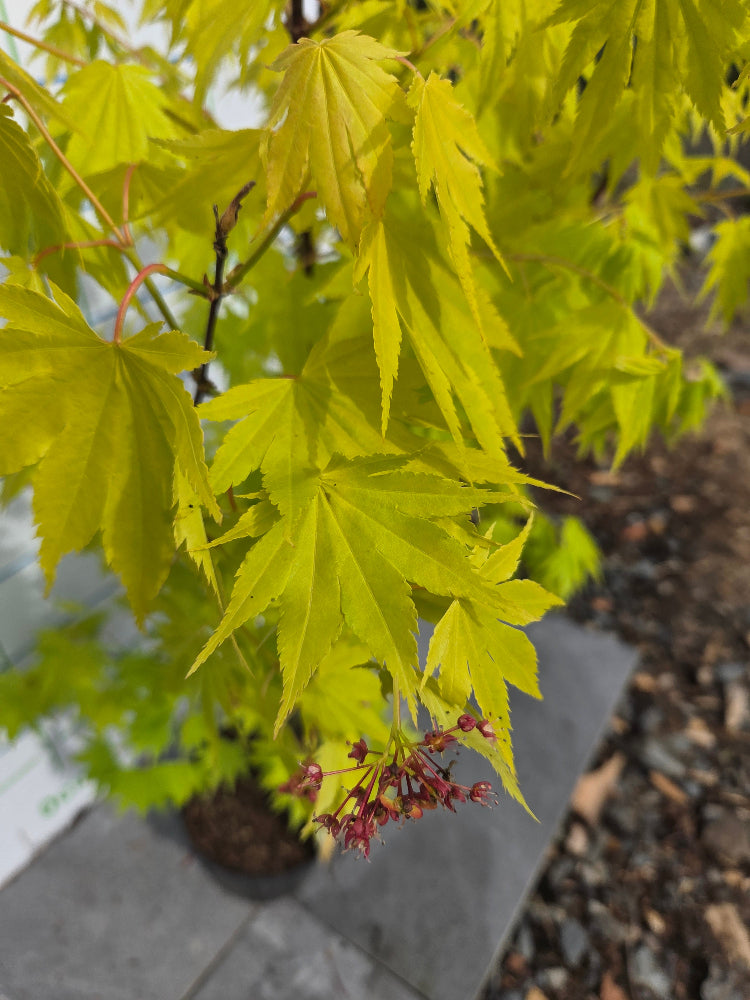 Acer shirasawanum 'Jordan' (Jordan Full Moon Maple)