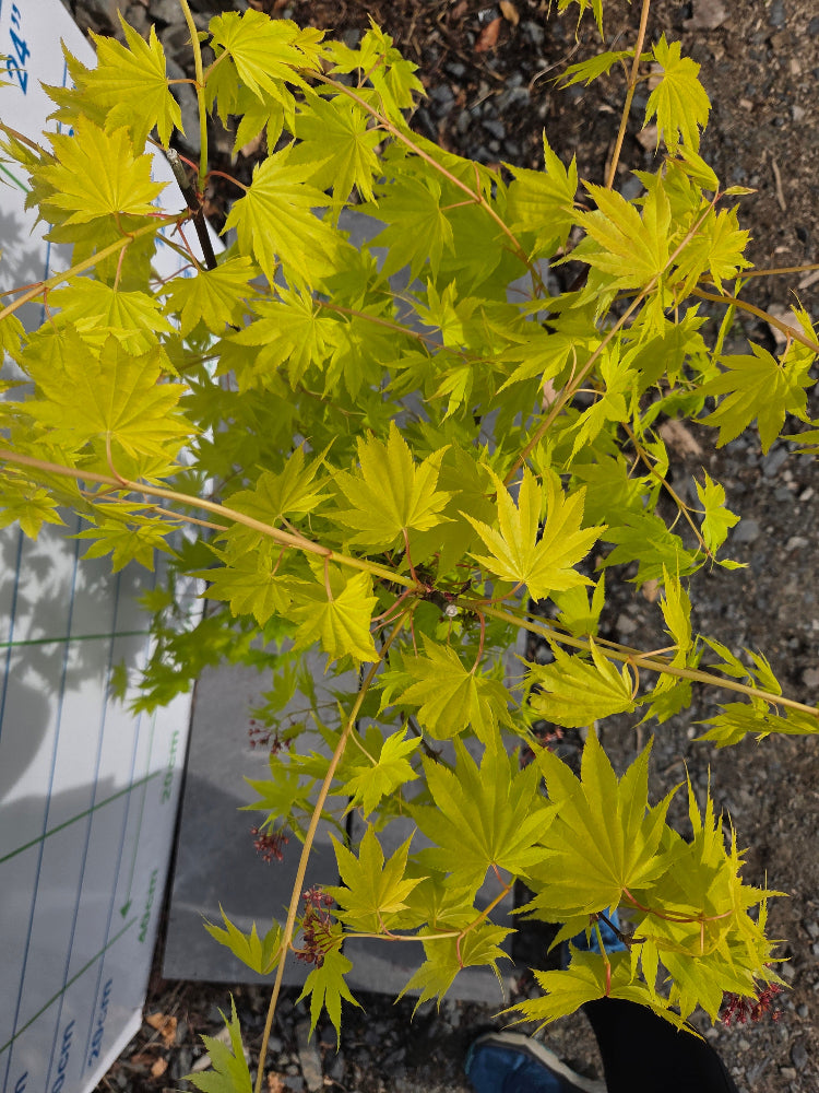 Acer shirasawanum 'Jordan' (Jordan Full Moon Maple)
