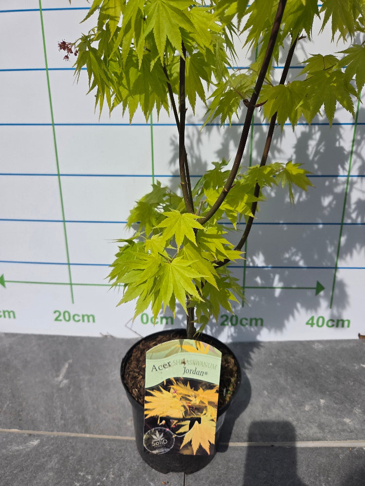 Acer shirasawanum 'Jordan' (Jordan Full Moon Maple)