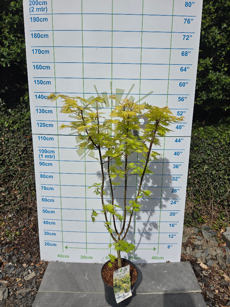 Acer shirasawanum 'Jordan' (Jordan Full Moon Maple)