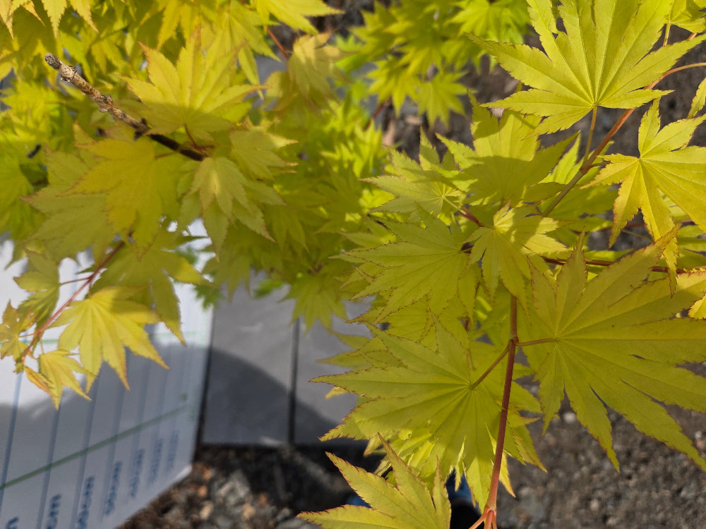 Acer shirasawanum 'Jordan' (Jordan Full Moon Maple)