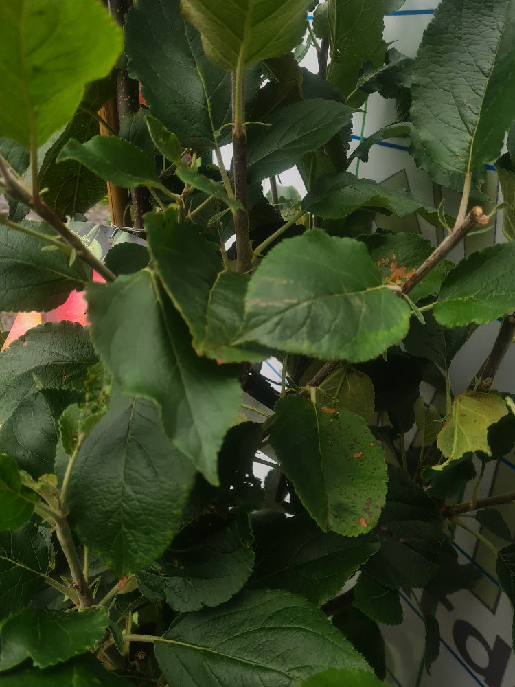 Apple Elstar - Apple Trees, Ireland