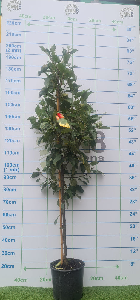 Apple Elstar - Apple Trees, Ireland