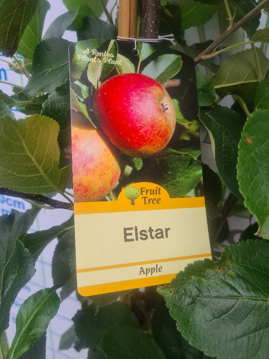 Apple Elstar - Apple Trees, Ireland