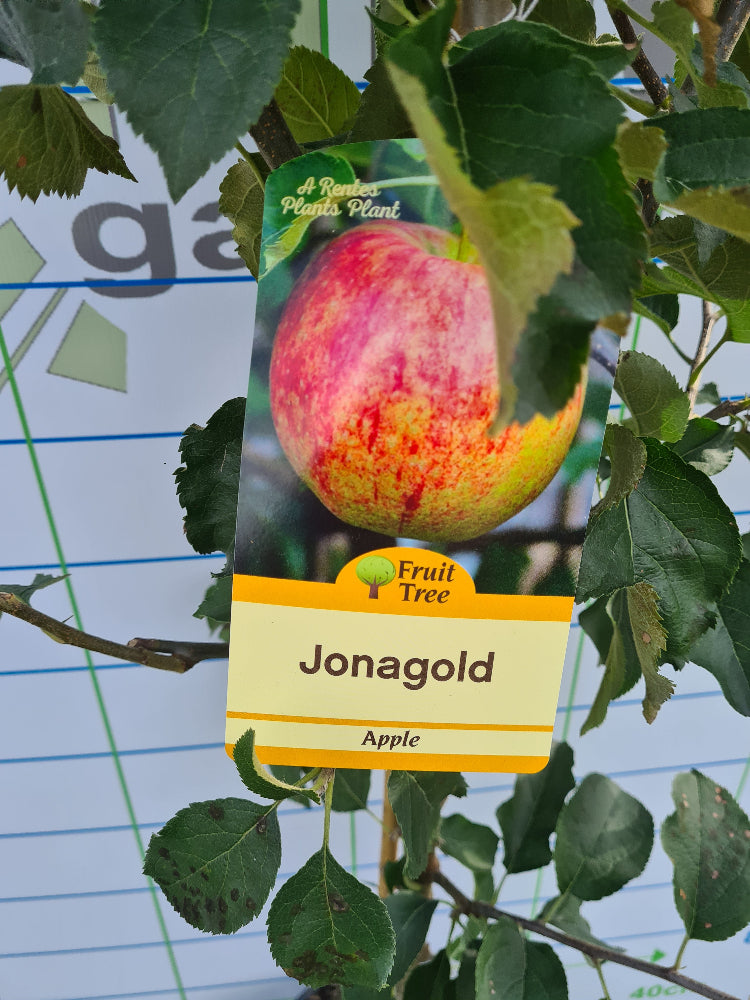 Apple Trees, Ireland and Northern Ireland - Apple Jonagold