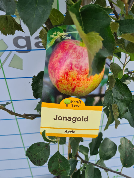 Apple Trees, Ireland and Northern Ireland - Apple Jonagold