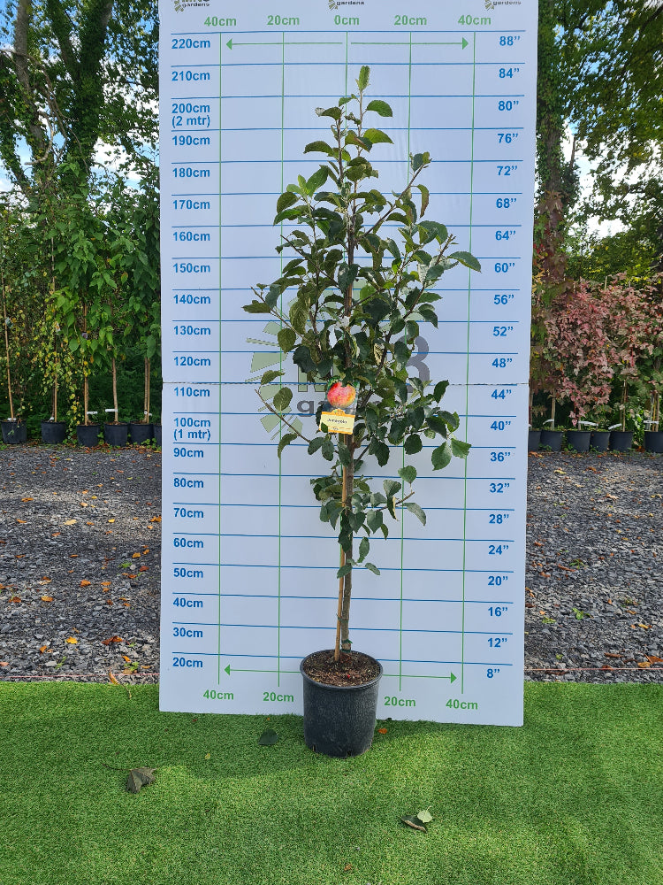 Apple Trees, Ireland and Northern Ireland - Apple Jonagold