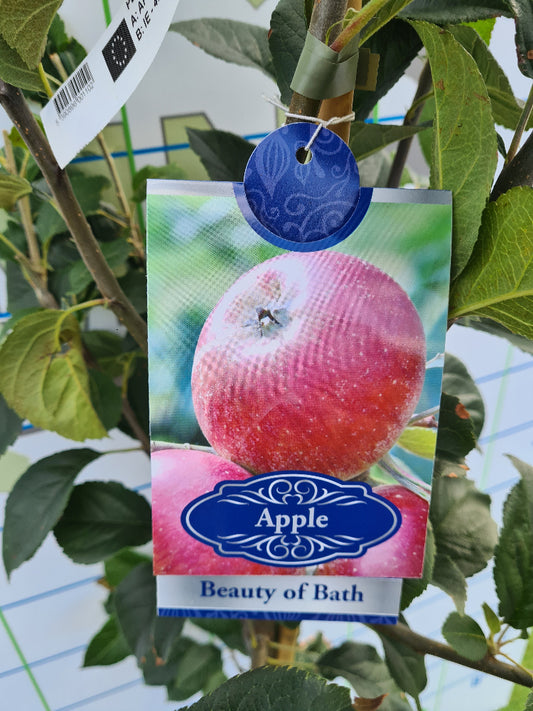 Apple tree 'Beauty of Bath' 
