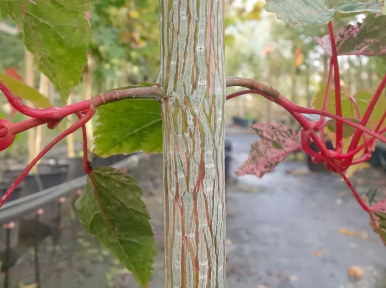 6 Tree Bundle Special Offer