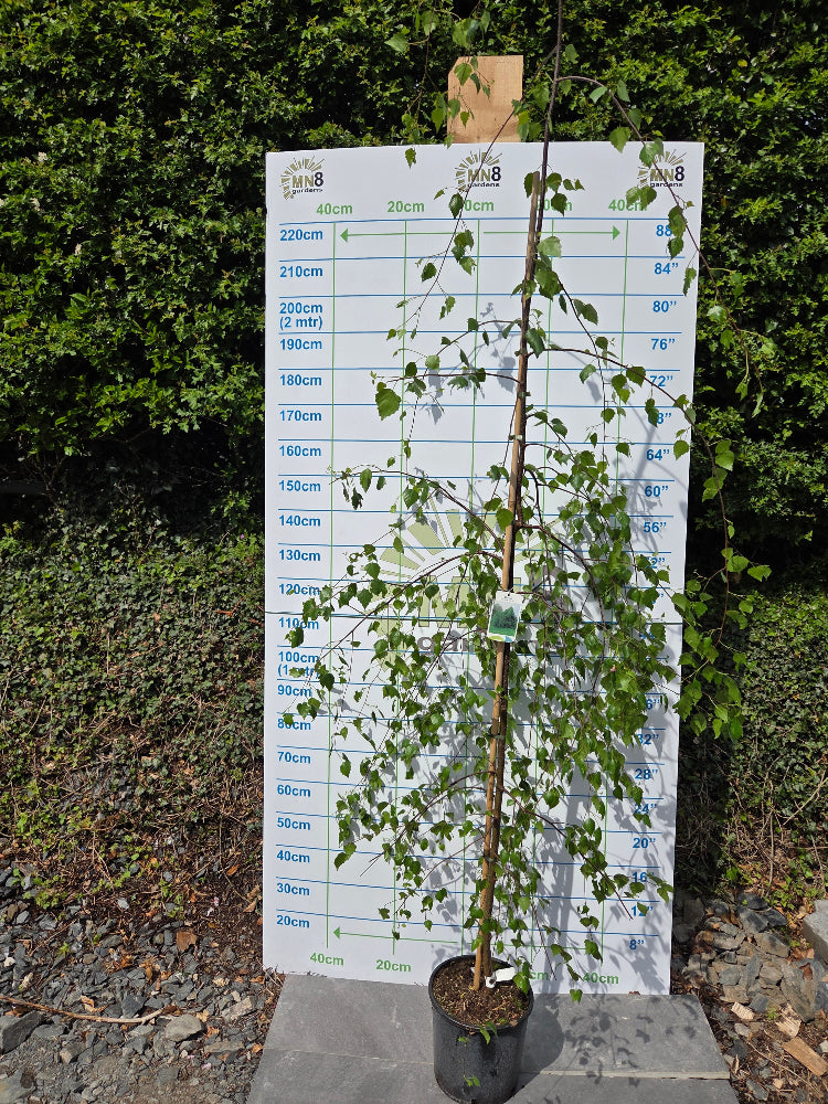 Betula pendula 'Youngii' (Young's Weeping Birch)
