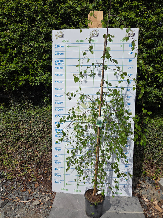 Betula pendula 'Youngii' (Young's Weeping Birch)