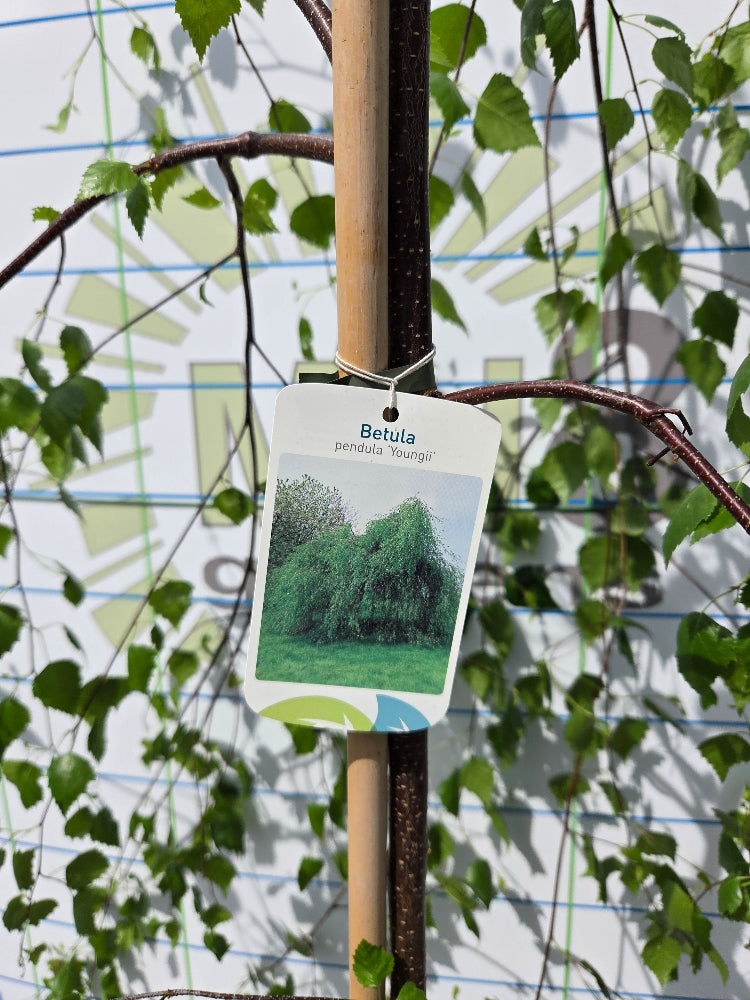 Betula pendula 'Youngii' (Young's Weeping Birch)