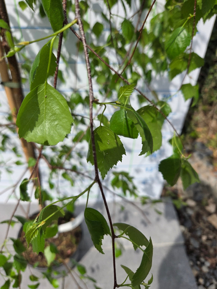 Betula pendula 'Youngii' (Young's Weeping Birch)