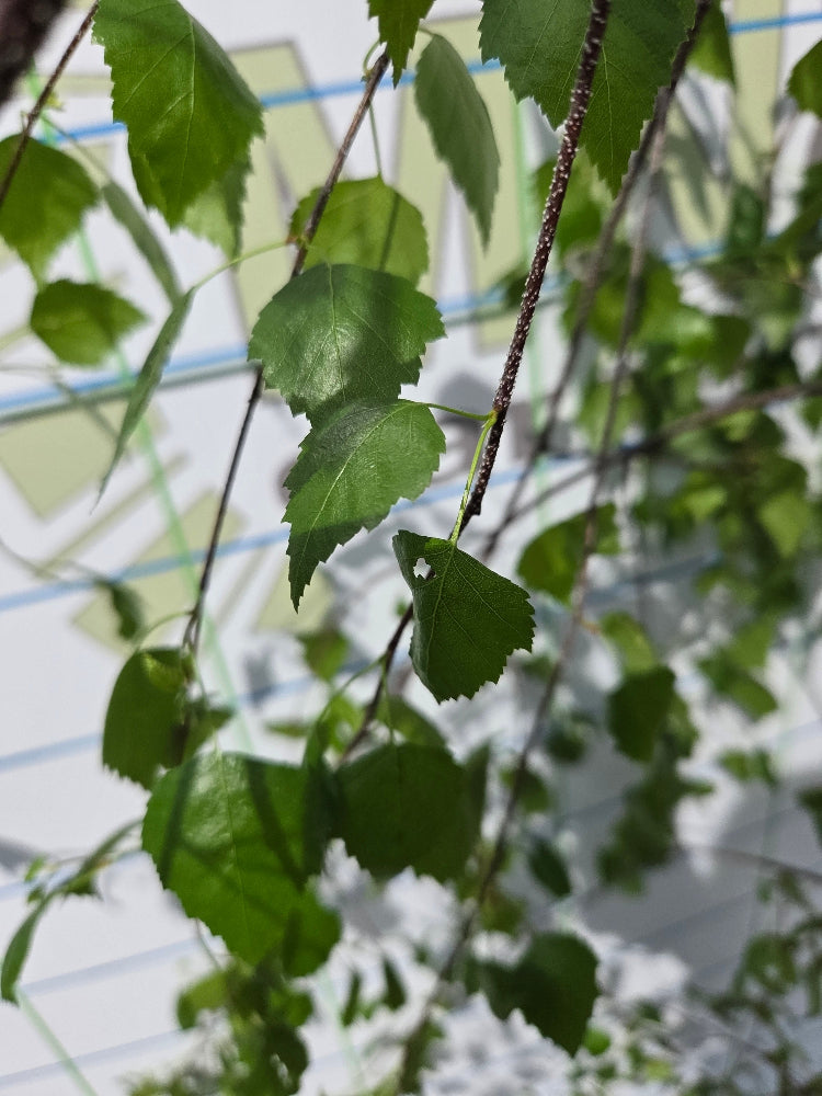 Betula pendula 'Youngii' (Young's Weeping Birch)
