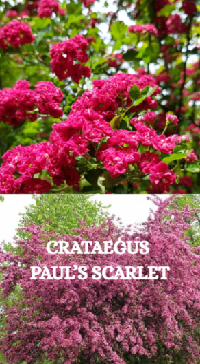 3 Tree Bundle - Royal Burgandy, Pauls Scarlet, Prunus S. Kanzan, Special Offer