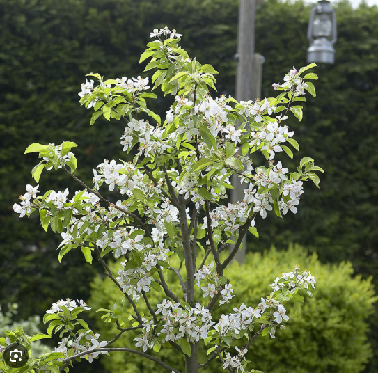 Mixed Fruit Tree Bundle. Special Offer