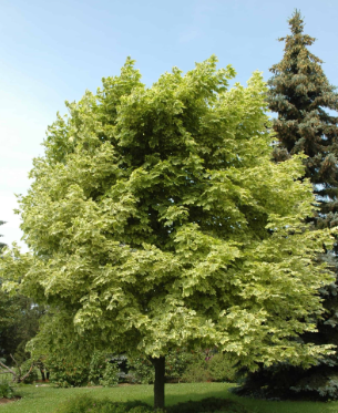 Acer P Drummondii.