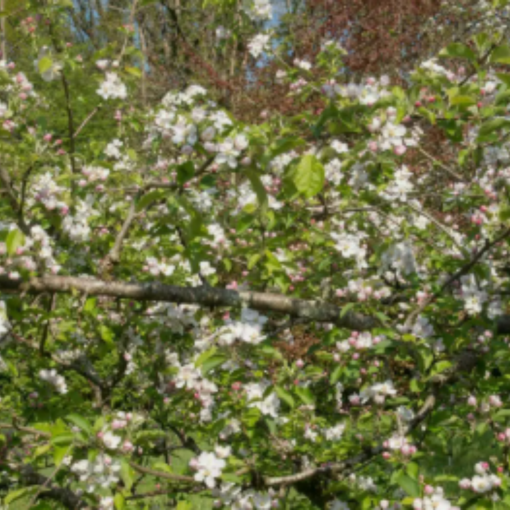 Apple Tree bundle offer Special Offer