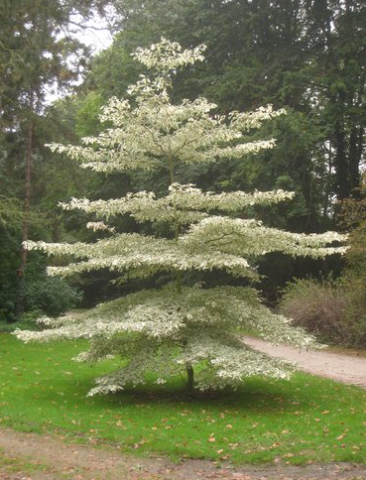 Cornus kousa 'Variegata' (Variegated Kousa Dogwood) "Wedding Cake Tree"