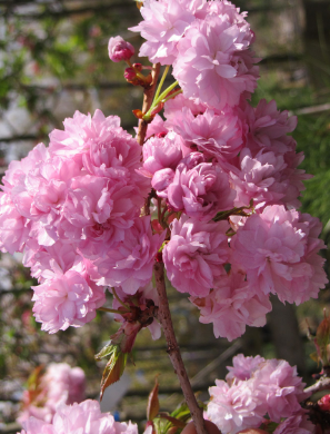 Prunus 'Kiku-shidare-zakura' (Cheal's Weeping Cherry)
