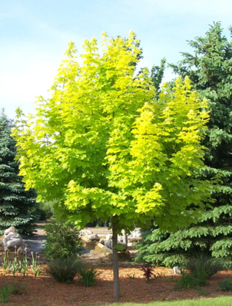 ** Flash Sale ** Acer Princeton  Gold (Golden Norway Maple) €45.00