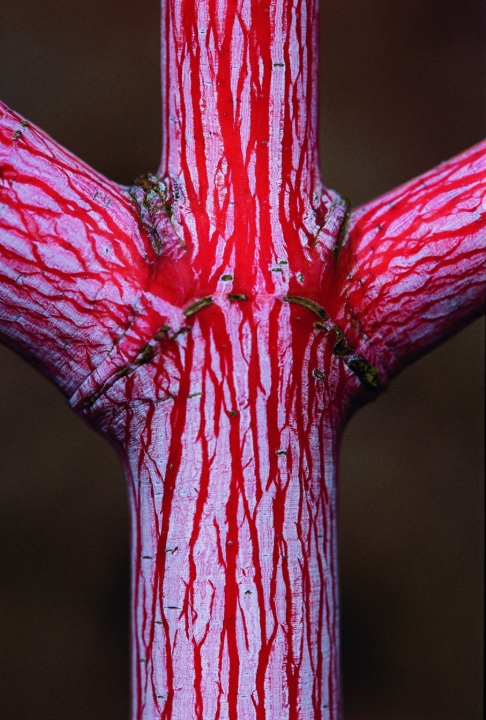 Acer Red Flamingo.
