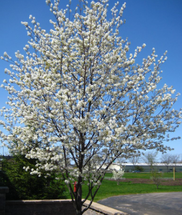 ** Special Offer ** Amelanchier Lamarckii €45.00