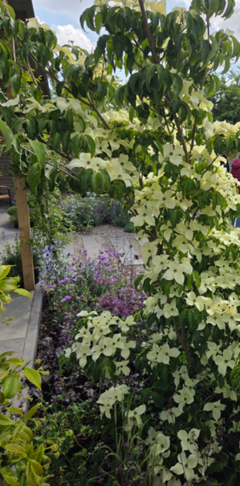 Cornus kousa var. chinensis (Chinese Dogwood)