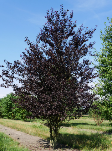 Cherry, Prunus cerasifera Nigra