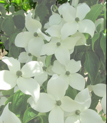 Cornus kousa var. chinensis (Chinese Dogwood)
