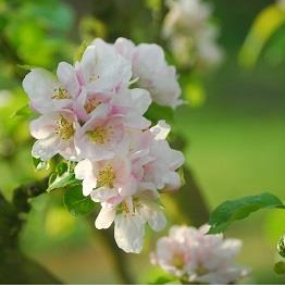Mixed Fruit Tree Bundle. Special Offer