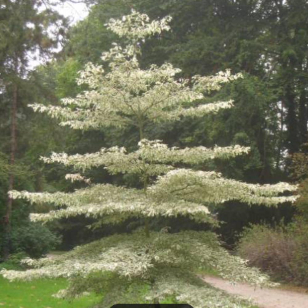 Cornus controversa 'Variegata' (Wedding Cake Tree)