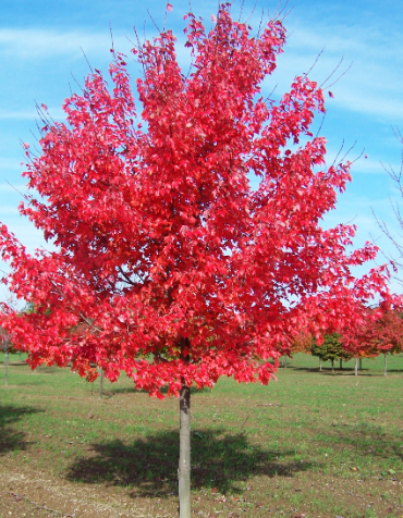 Special Offer. Acer Rubrum October Glory