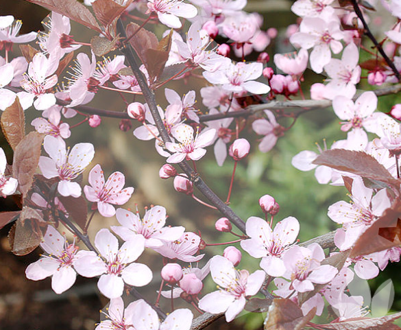 Cherry, Prunus cerasifera Nigra