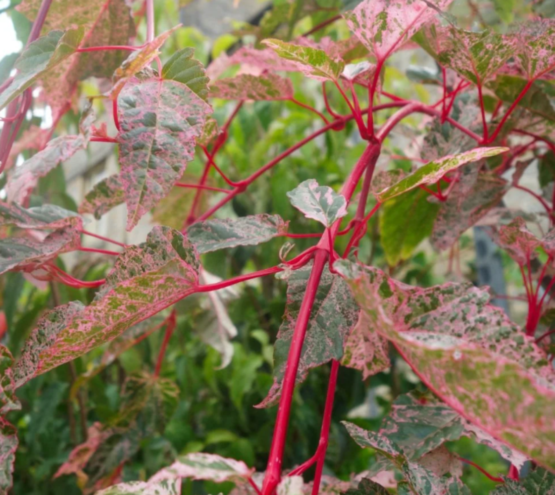 Acer Red Flamingo.